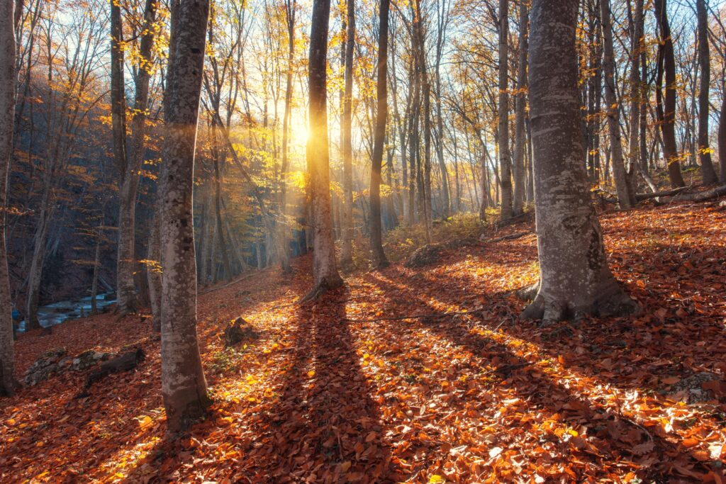 la bellezza della natura